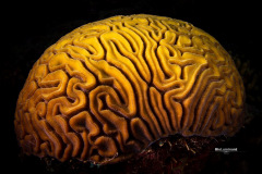 Bonaire-0122