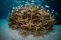 Bonaire-0301