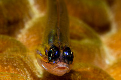Bonaire-2017-0365