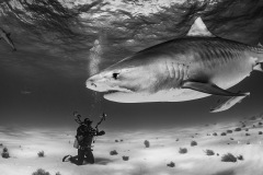 Tiger-Beach-2019-8016